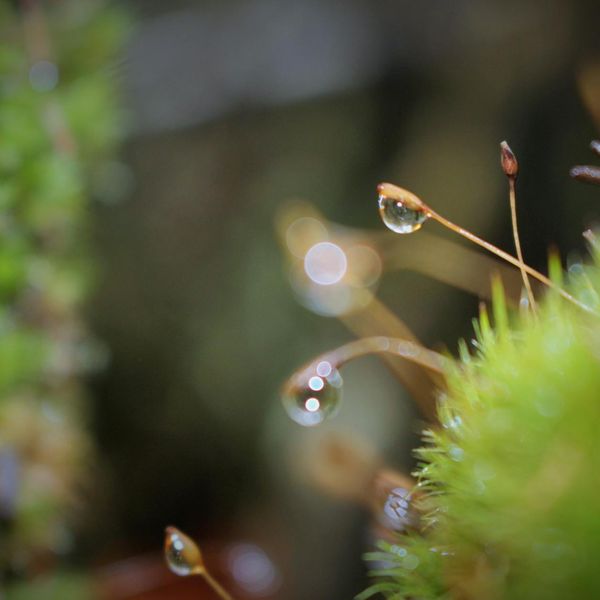 A small plant in focus with a blurred tranquil background.